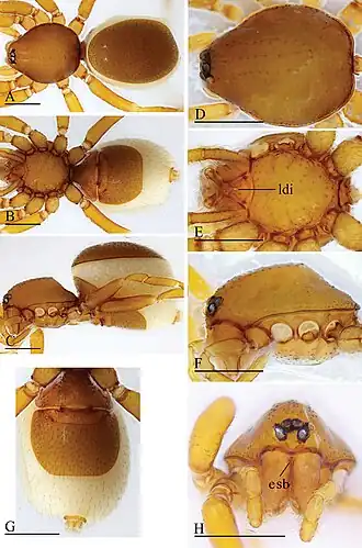 Description de l'image Trilacuna zhigangi (10.3897-zookeys.960.54053) Figure 13.jpg.