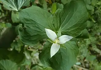 Trillium flexipes