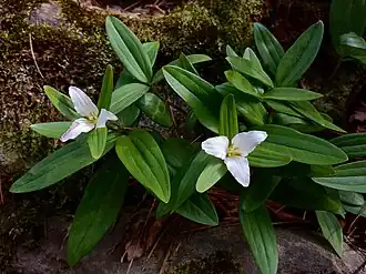 Trillium pusillum
