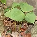 Trillium smallii