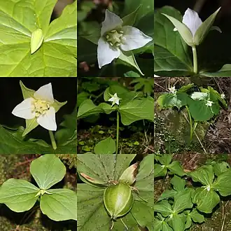 Description de l'image Trillium tschonoskii (Montage s2).jpg.