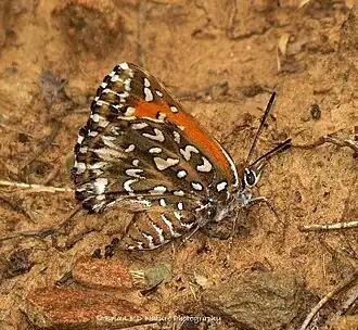 Description de cette image, également commentée ci-après