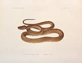 Description de l'image Trimeresurus flavoviridis tokarensis (Protobothrops tokarensis)「日本蛇類図譜」Maki 1933 pl LXXXV.jpg.