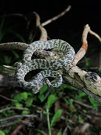 Description de l'image Trimeresurus honsonensis 441333069.jpg.