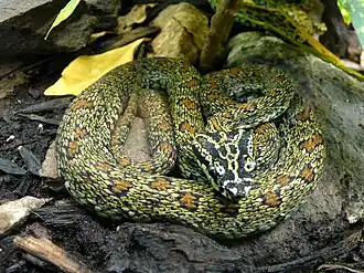 Description de l'image Trimeresurus jerdonii xanthomelas.jpg.