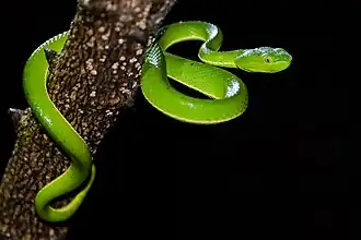 Crotale vert arboricole (Trimeresurus vogeli)