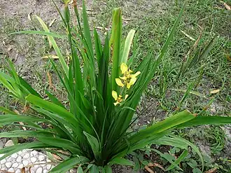 Description de cette image, également commentée ci-après