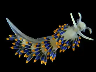 Cuthona caerulea (Tergipedidae)