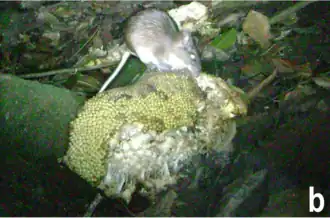 Description de l'image Trinomys dimidiatus consuming jackfruit in Ilha Grande (Brazil).png.