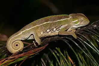 Description de l'image Trioceros goetzei 336358629.jpg.