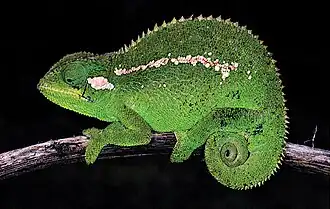 Description de l'image Trioceros wolfgangboehmei (10.3897-zse.97.57297) Figure 6.jpg.