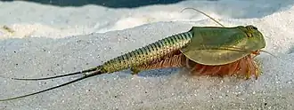 Description de l'image Triops australiensis.jpg.