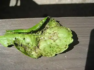 Description de cette image, également commentée ci-après