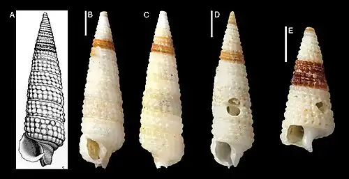 Eutriphora armillata.