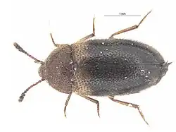 Imago (Estonie)
