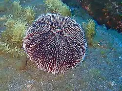 Tripneustes depressus