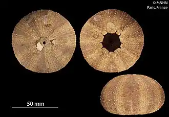 Spécimen de muséum (collection Lamarck, MNHN)