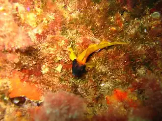 Description de cette image, également commentée ci-après