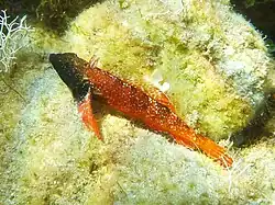 Tripterygion tripteronotum.