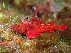 Tripterygion tripteronotus