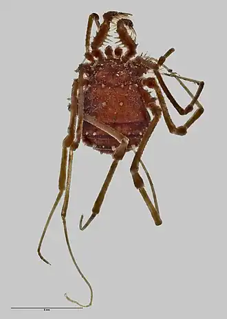 Description de l'image Triregia monstrosa AMNZ5069 Dorsal.jpg.