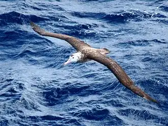Description de l'image Tristan Albatross (1).jpg.