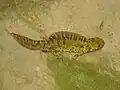 Triturus marmoratus mâle en phase aquatique, reconnaissable à sa haute crête non dentée.