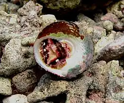 Une troque Trochus flammulatus