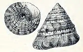 Trochus flammulatus
