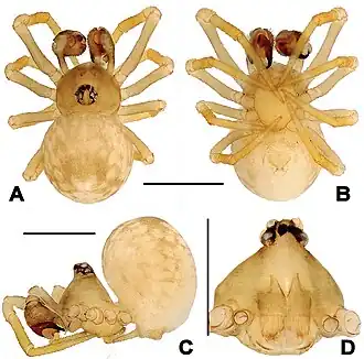 Description de l'image Trogloneta uncata (10.3897-zookeys.817.30468) Figure 4.jpg.