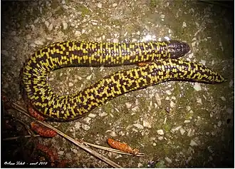 Description de l'image Trogonophis wiegmanni imported from iNaturalist photo 24355639 on 14 January 2020.jpg.