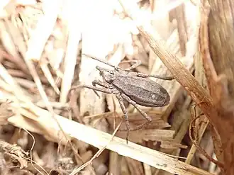 Description de l'image Trogulus cristatus 195354052.jpg.