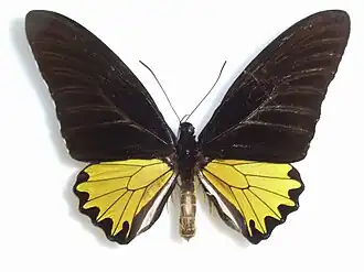 Description de l'image Troides andromacheStaudinger, 1892.JPG.