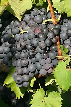 Frankenthal (cépage)