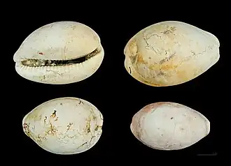 Trona leporina Burdigalien