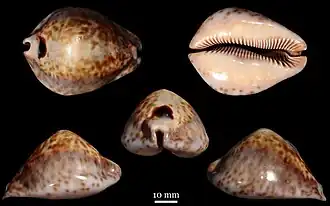 Trona stercoraria, Gabon. Vues dorsale, ventrale, frontale, latérale droite et gauche.