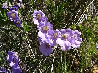 Description de l'image Tropaeolum hookerianum Barn. ssp. atropurpureum J. M. Watson et A. R. Flores 92 por Pato Novoa 001.jpg.