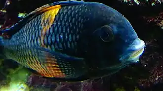 Tropheus sp. black "Pemba" ("Bemba") adulte.
