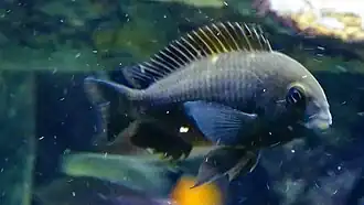 Tropheus sp. black "Pemba" ("Bemba") jeune d'environ 4 cm de coloration sombre.