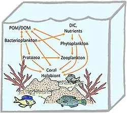 Holobionte corallien.