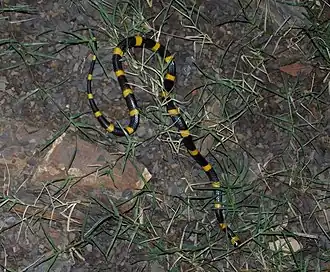 Description de l'image Tropidodipsas sartorii.jpg.