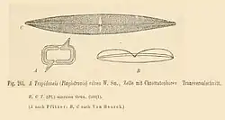 Tropidoneis vitrea (W.Smith) CleveTropidoneis maxima 	(W.Gregory) Cleve