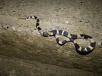 Description de l'image Tropidophis feicki 11872347.jpg.