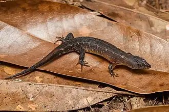 Description de l'image Tropidophorus thai, Thai stream skink - Doi Phu Kha National Park (47786510481).jpg.