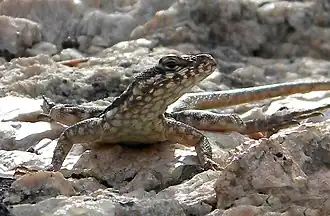 Description de l'image Tropidurus semitaeniatus (10.3897-zoologia.37.e46661) Figures 10–15 (cropped).jpg.