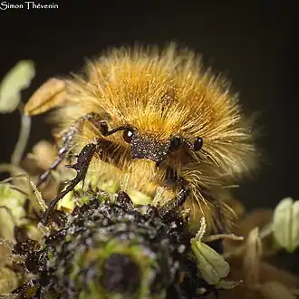 Description de cette image, également commentée ci-après