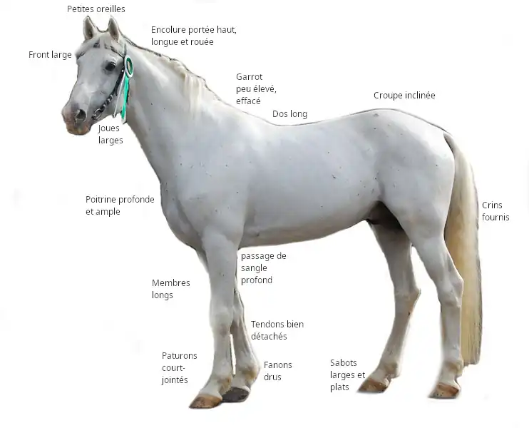 Schéma légendé d'un cheval gris sur fond blanc avec des indications morphologiques.