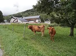 Troupeau de vaches devant la ferme de Bellechambre.