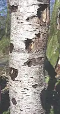 Trous de pics dans un bouleau