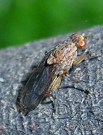 La mouche à truffes : Suillia fuscicornis.